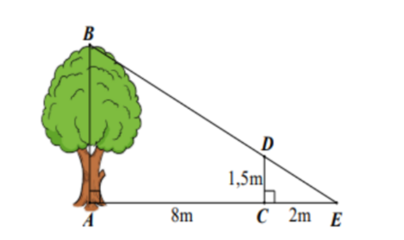 Một người cắm một cái cọc vuông góc với mặt đất sao cho bóng của đỉnh cọc trùng với ngọn cây (như hình vẽ). (ảnh 1)