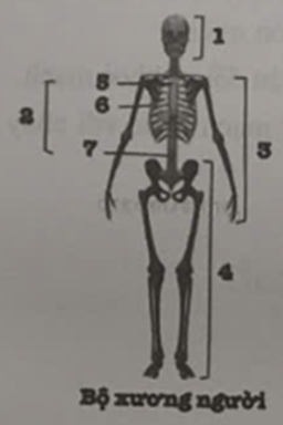 Dựa vào hình ảnh bên dưới, hãy điền chú thích các thành phần cấu tạo nên bộ xương ở người vào bảng sau: (ảnh 1)