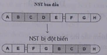 Hình ảnh dưới đây mô tả đột biến cấu trúc NST ở dạng nào? (ảnh 1)