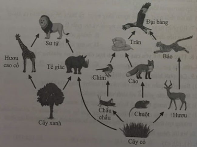 Quan sát lưới thức ăn sau, em hãy nêu các tên sinh vật tiêu thụ sinh vật sản xuất. (ảnh 1)