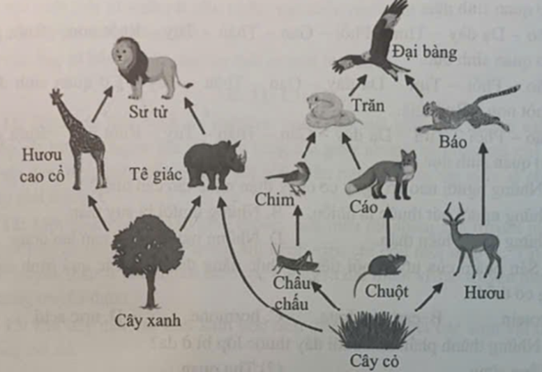 Dựa vào lưới thức ăn sau, em hãy cho biết có bao nhiêu chuỗi thức ăn (ảnh 1)