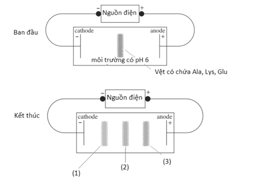 Số nhận xét đúng là (ảnh 1)