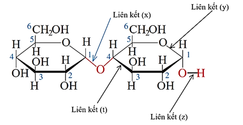 Liên kết glycoside là liên kết nào? (ảnh 1)