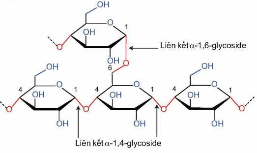 a) Hình ảnh sau mô tả cấu tạo đoạn mạch amylose. (ảnh 1)