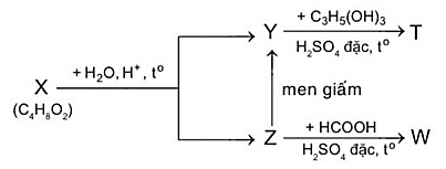 Xác định phân tử khối của T?    (ảnh 1)