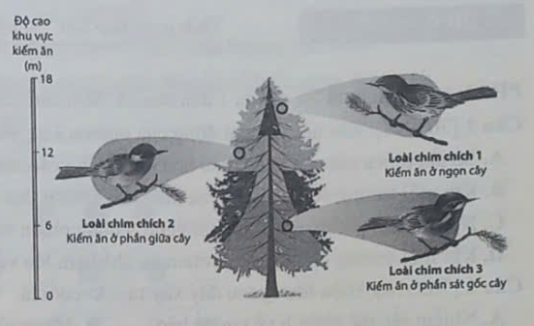 Hãy viết liền các số tương ứng với bốn sự kiện theo trình tự của quá trình hình thành loài của 3 loài chim. (ảnh 1)