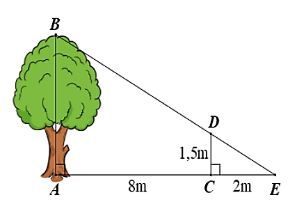 Hỏi chiều cao của cây là bao nhiêu mét? (ảnh 1)