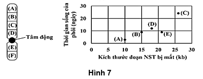 Xử lý phôi của một loài côn trùng gây đột biến mất đoạn (ảnh 1)