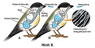 Hình 9  mô tả hoạt động của quá trình trao đổi (ảnh 1)