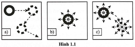 Hình 1.1 mô tả chuyển động phân tử tương ứng với thể rắn, thể lỏng và thể khí lần lượt tương ứng với hình nào? (ảnh 1)