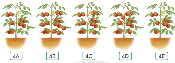 Đếm số quả cà chua ở mỗi cây để hoàn thành bảng thống kê sau: (0,5 điểm) (ảnh 1)
