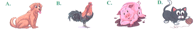 Bạn thân của thỏ là: (ảnh 1)