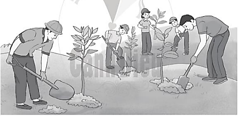 Hỏi xã Thắng Lợi đã trồng được tất cả bao nhiêu cây bạch đàn và cây keo tai tượng? (ảnh 1)