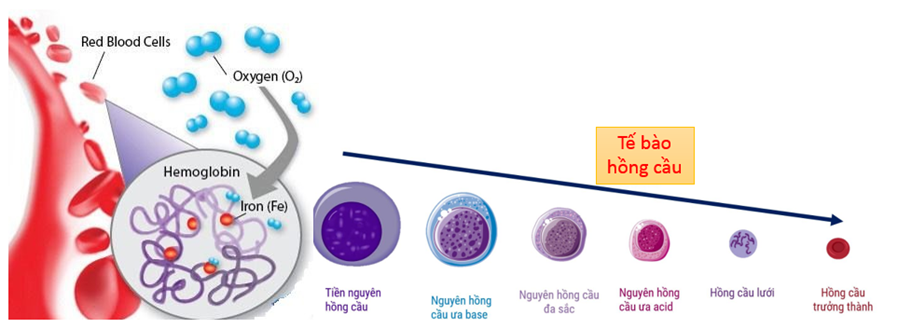 Đặc điểm nào dưới đây không có ở hồng cầu người ? A. Hình đĩa, lõm hai mặt B. Nhiều nhân, nhân nhỏ và nằm phân tán C. Màu đỏ hồng D. Tham gia vào chức năng vận chuyển khí (ảnh 1)