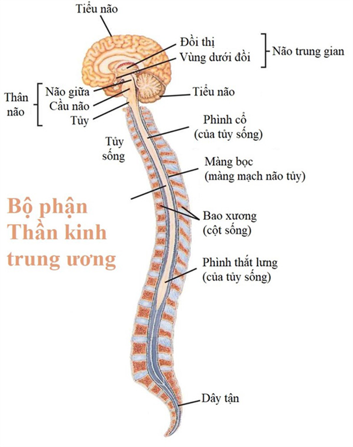 Ở hệ thần kinh người, bộ phận ngoại trung ương không bao gồm thành phần nào dưới đây ? A. Tiểu não B. Trụ não C. Tủy sống D. Hạch thần kinh (ảnh 1)