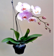  Điền vào chỗ trống an hoặc at: (ảnh 1)