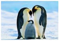 I got to see (24) penguins jumping  (ảnh 1)