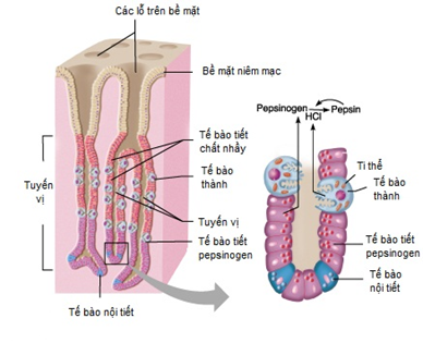 Tuyến vị nằm ở bộ phận nào trong ống tiêu hoá? A. Dạ dày               B. Ruột non C. Ruột già             D. Thực quản (ảnh 1)
