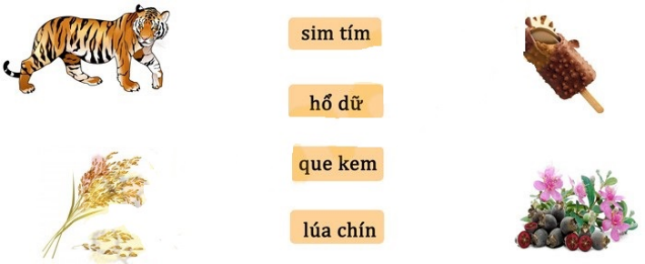 Em hãy nối từ ngữ với hình tương ứng:  (ảnh 1)
