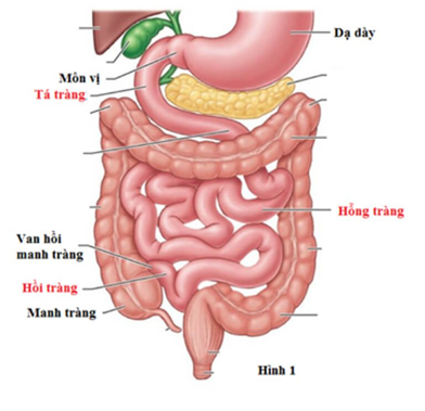 Trong hệ tiêu hoá ở người, bộ phận nào tiếp nhận thức ăn từ dạ dày? A. Tá tràng             B. Thực quản C. Hậu môn           D. Kết tràng (ảnh 1)