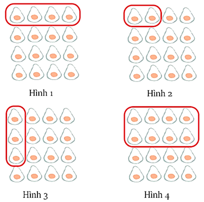 Trong các hình vẽ dưới đây, hình nào đã khoanh vào   quả bơ?   A. Hình 1	B. Hình 2	C. Hình 3	D. Hình 4 (ảnh 1)