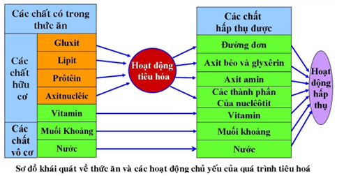 Chất nào dưới đây không bị biến đổi thành chất khác trong quá trình tiêu hóa? A. Vitamin             B. Gluxit C. Protein              D. Lipit (ảnh 1)