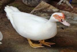  Điền vào chỗ trống an hoặc at: (ảnh 4)