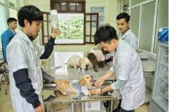 a. Bác sĩ An chuyên…………… b. Nhà bác sĩ chẳng có gì để ăn. Các loài vật đã……………. (ảnh 1)