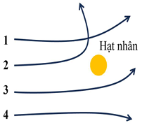 Trong các quỹ đạo như hình vẽ, hạt alpha có thể chuyển động theo những quỹ đạo nào? (ảnh 1)