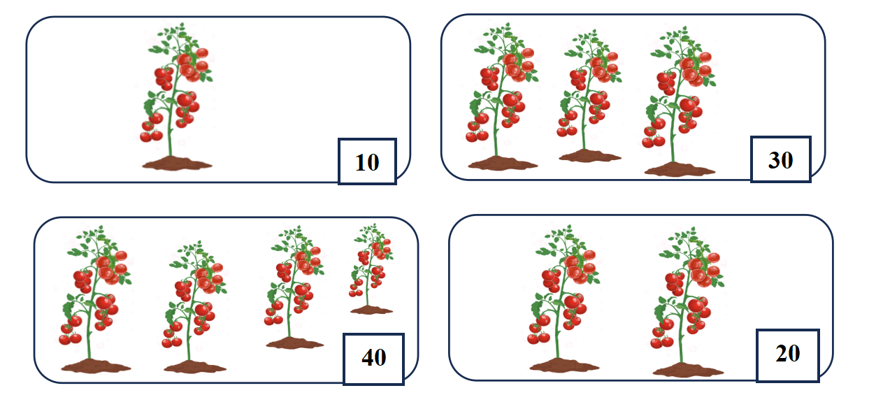 Viết số thích hợp vào ô trống. Biết rằng mỗi cây cà chua có 10 quả. (ảnh 2)