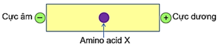 Cho hình vẽ sau của amino acid X trong môi trường pH = 6 dưới tác dụng của điện trường:  Chất X không thể là (ảnh 1)