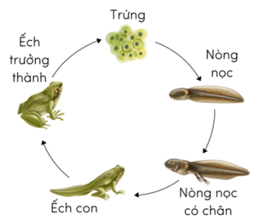 Hình ảnh dưới đây mô tả giai đoạn phát triển nào trong vòng đời của ếch? (ảnh 2)