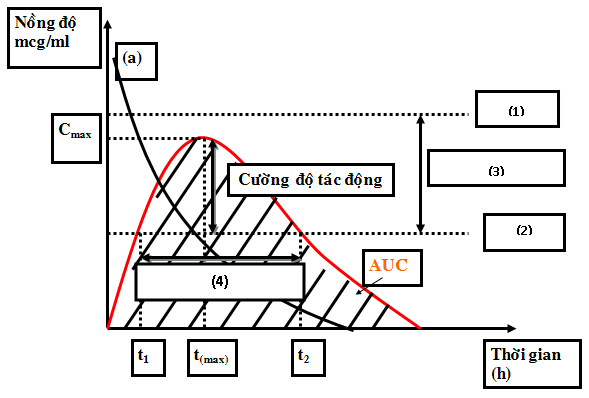 Cho đồ thị nồng độ thuốc trong máu tiêu biểu sau khi dùng một liều thuốc duy nhất:(1)(2)(3)(4)(1)(2)(3)(4)Điền vào chỗ trống các ô (1), (2), (3), (4): (ảnh 1)