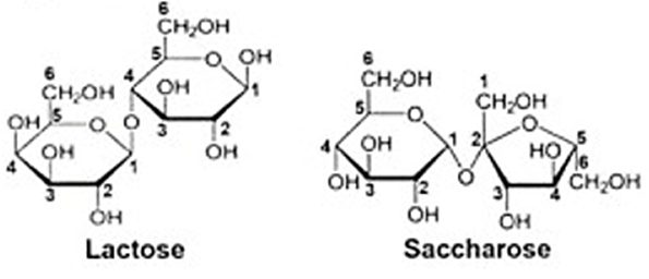 Cấu tạo dạng mạch vòng của lactose và saccharose được biểu diễn như hình bên. Phát biểu nào sau đây không đúng? (ảnh 1)