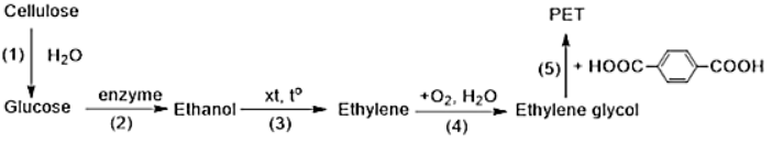 Poly(ethylene terephthalate, PET) là một polymer có khả năng chịu lực và chịu nhiệt cao nên được ứng dụng rộng rãi làm hộp đựng, chai nhựa, sợi polyester… Quá trình chuyển hóa (PET) từ cellulose được thực hiện theo sơ đồ sau:  Trong sơ đồ trên, phản ứng trùng ngưng là phản ứng số mấy? (ảnh 1)