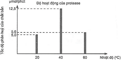 Protease là một loại enzyme quan trọng, không thể thiếu trong tất cả các sản phẩm giặt rửa, đặc biệt là trong bột giặt. Protease có khả năng phân huỷ các vết bẩn khó sạch như thức ăn, máu và các dịch cơ thể, giúp làm sạch hiệu quả hơn. Để khảo sát độ hoạt động của protease theo nhiệt độ, người ta tiến hành thí nghiệm nghiên cứu tốc độ phân huỷ chất bẩn bởi protease. Kết quả cho bởi biểu đồ sau:  a). Protease hoạt động tốt nhất ở nhiệt độ 20°C.  b). Nhiệt độ càng cao, khả năng hoạt động của protease càng tốt.  c). Cơ chế hoạt động của protease giống với cơ chế giặt rửa của xà phòng và chất giặt rửa tổng hợp.  d). Do có tính chọn lọc cao, phải sử dụng ở một nhiệt độ nghiêm ngặt nên người ta đang dần thay thế chất giặt rửa chứa enzyme bằng chất giặt rửa có chứa các chất tẩy rửa mạnh. (ảnh 1)