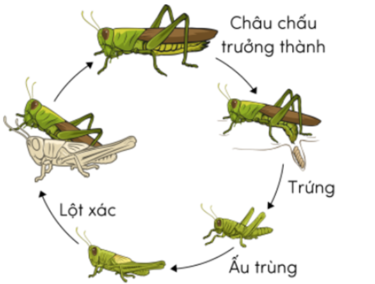 Chọn nhiều đáp án:    Quá trình phát triển của những loài động vật nào dưới đây trải qua bốn giai đoạn bao gồm trứng, ấu trùng, nhộng và con trưởng thành?  A. Ong.  B. Châu chấu.  C. Bướm.  D. Muỗi.  E. Cào cào.  F. Gà. (ảnh 1)