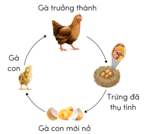 Chọn nhiều đáp án:    Quá trình phát triển của những loài động vật nào dưới đây trải qua bốn giai đoạn bao gồm trứng, ấu trùng, nhộng và con trưởng thành?  A. Ong.  B. Châu chấu.  C. Bướm.  D. Muỗi.  E. Cào cào.  F. Gà. (ảnh 2)