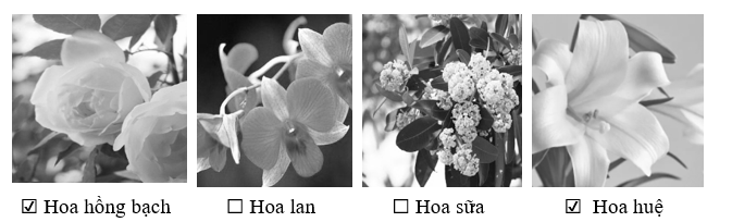 Những loài cây nào xuất hiện trong bài đọc? (ảnh 2)