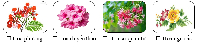 Loài hoa nào được trồng trên con đường ở phố Hội? (ảnh 1)