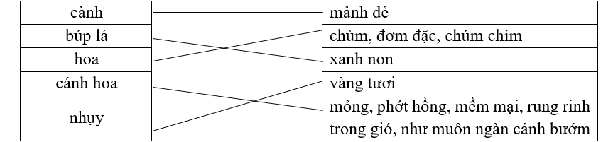 Đọc đoạn văn dưới đây và nối các bộ phận của cây với từ ngữ, hình ảnh được dùng để miêu tả bộ phận ấy: (ảnh 1)