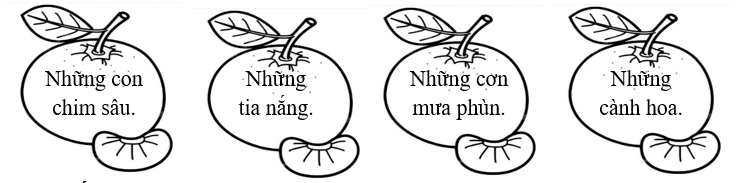 Tô màu vào những hình ảnh xuất hiện trong khu vườn? (ảnh 1)