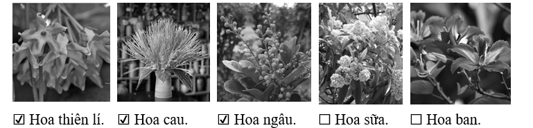 Trong đoạn hai của văn bản có xuất hiện những loại hoa nào? Đánh dấu ☑ trước phương án trả lời đúng. (ảnh 2)