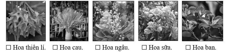 Trong đoạn hai của văn bản có xuất hiện những loại hoa nào? Đánh dấu ☑ trước phương án trả lời đúng. (ảnh 1)