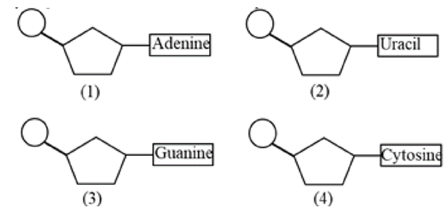 Hình bên dưới mô tả 4 loại nucleotide cấu tạo nên nucleic acid. Cặp nucleotide nào có thể liên kết với nhau bằng liên kết hydrogene trong phân tử DNA mạch kép? (ảnh 1)