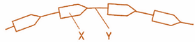 Hình dưới đây mô tả một đoạn chuỗi polypeptide.  Kí hiệu X và Y lần lượt là (ảnh 1)