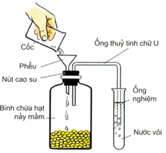 Để tìm hiểu quá trình hô hấp ở thực vật, 1 nhóm học sinh đã bố trí thí nghiệm như hình bên. Nước vôi được sử dụng trong thí nghiệm này nhằm mục đích nào sau đây? (ảnh 1)