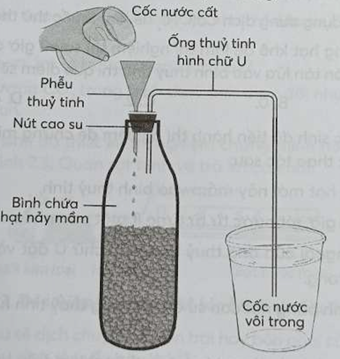 Cho hình sau mô tả một thí nghiệm về hô hấp ở thực vật. Quan sát hình và cho biết mỗi phát biểu sau đây là đúng hay sai?   a) Hình trên mô tả thí nghiệm quá trình hô hấp tiêu thụ O2. b) Sau một thời gian, cốc nước vôi trong sẽ bị vẩn đục. c) Việc rót nước từ từ vào bình chứa hạt có tác dụng đẩy không khí ra khỏi bình đi vào ống thuỷ tinh hình chữ U. d) Trong bình chứa hạt nảy mầm, lượng CO2 giảm dần và lượng O2 tăng dần. (ảnh 1)