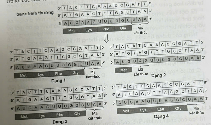 Hình dưới đây mô tả một số dạng đột biến gene ở sinh vật.    Tại sao các dạng đột biến trên đều được gọi là đột biến điểm? 	A. Vì đột biến xảy ra ở một vị trí bất kì trên gene. 	B. Vì đột biến chỉ làm thay đổi một amino acid trên chuỗi polypeptide. 	C. Vì đột biến liên quan đến một cặp nucleotide. 	D. Vì đột biến chỉ xảy ra ở một gene duy nhất. (ảnh 1)