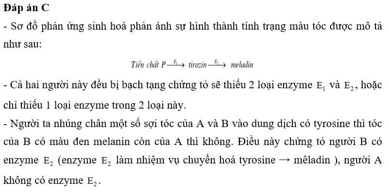 Chứng bạch tạng là do thiếu melanin trong các tế bào da, đặc biệt là các tế bào chân lông. Sự tổng hợp các sắc tố này qua hai phản ứng. Phản ứng 1: Chất tiền thân P biến đổi thành tyrosine dưới tác dụng của . Phản ứng 2: Tyrosine biến thành melanin dưới tác dụng của . Khi phân tích tế bào chân tóc của 2 cá thể A (nam) và B (nữ) đều bị bạch tạng người ta thấy chúng đều có chất tiền thân P. Nhưng khi nhúng chân một số sợi của tóc của A và B vào dung dịch có tyrosine thì tóc của B có màu đen melanin còn của A thì không. Biết rằng và là sản phẩm sinh tổng hợp của các gene trội nằm trên các NST khác nhau, các gene lặn đột biến không tạo ra enzyme. Dự đoán nào sau đây đúng? A. Cá thể B có chứa cả enzyme và nên có khả năng biến đổi tyrosine thành melanin có màu đen. B. Nếu A và B kết hôn sinh ra con không bị bạch tạng thì chứng tỏ người A có enzyme . C. Cá thể B không có enzyme còn cá thể A không có enzyme . D. Nếu 2 người đều bị bạch tạng và có kiểu gene giống nhau thì vẫn có thể sinh ra con không bị bạch tạng. (ảnh 1)